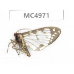 Arctiidae sp. China, W of Yunnan, Dali area, Yangbi county, S of Mt.Cangshan. 1Pcs. MC4971.