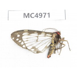 Arctiidae sp. China, W of Yunnan, Dali area, Yangbi county, S of Mt.Cangshan. 1Pcs. MC4971.