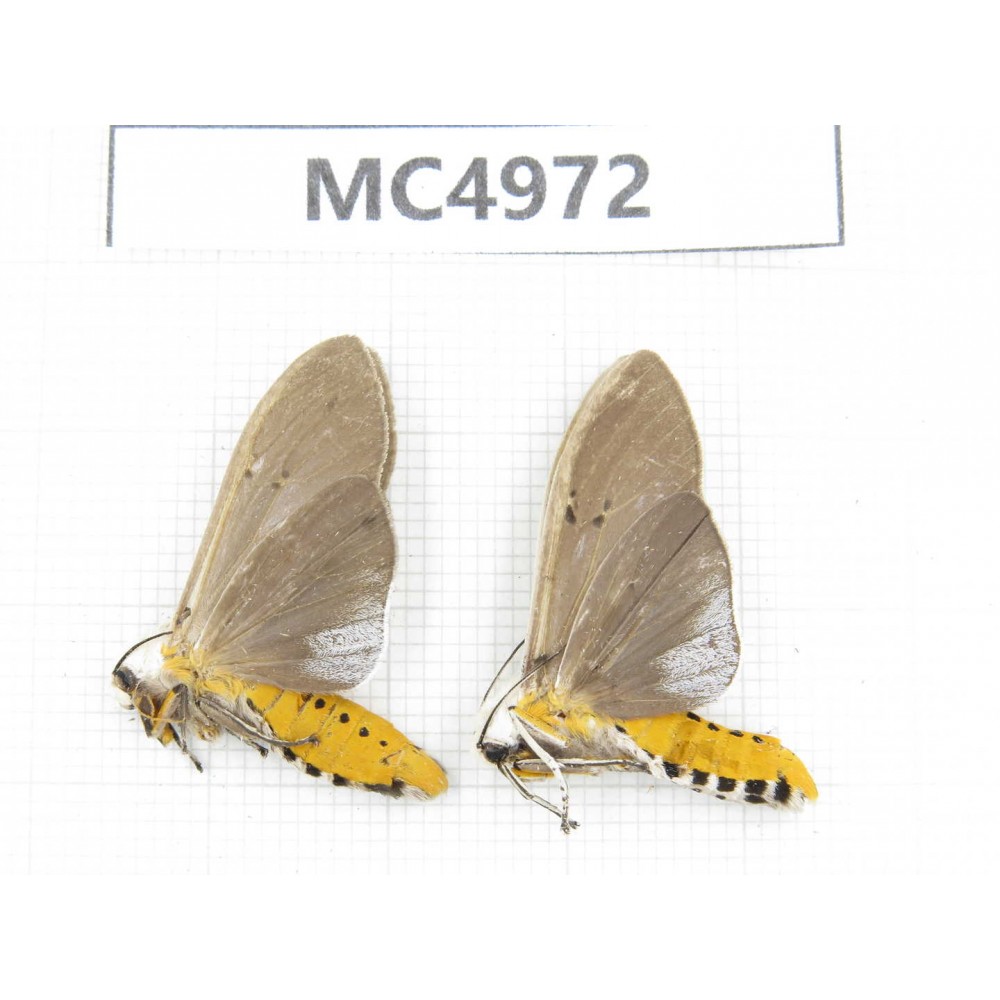 Arctiidae sp. China, W of Yunnan, Dali area, Yangbi county, S of Mt.Cangshan. 2Pcs. MC4972.