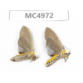 Arctiidae sp. China, W of Yunnan, Dali area, Yangbi county, S of Mt.Cangshan. 2Pcs. MC4972.