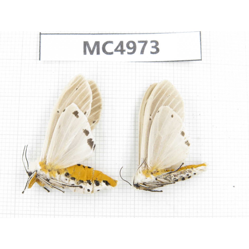 Arctiidae sp. China, W of Yunnan, Dali area, Yangbi county, S of Mt.Cangshan. 2Pcs. MC4973.