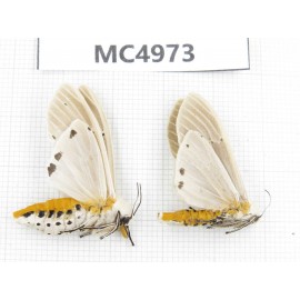 Arctiidae sp. China, W of Yunnan, Dali area, Yangbi county, S of Mt.Cangshan. 2Pcs. MC4973.