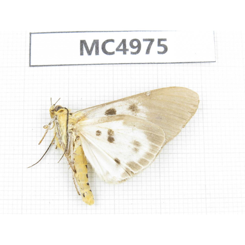 Arctiidae sp. China, W of Yunnan, Dali area, Yangbi county, S of Mt.Cangshan. 1Pcs. MC4975.