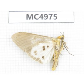 Arctiidae sp. China, W of Yunnan, Dali area, Yangbi county, S of Mt.Cangshan. 1Pcs. MC4975.