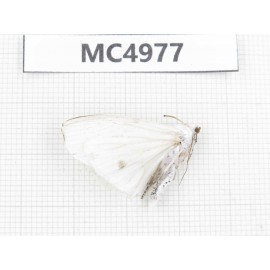 Arctiidae sp. China, W of Yunnan, Dali area, Yangbi county, S of Mt.Cangshan. 1Pcs. MC4977.