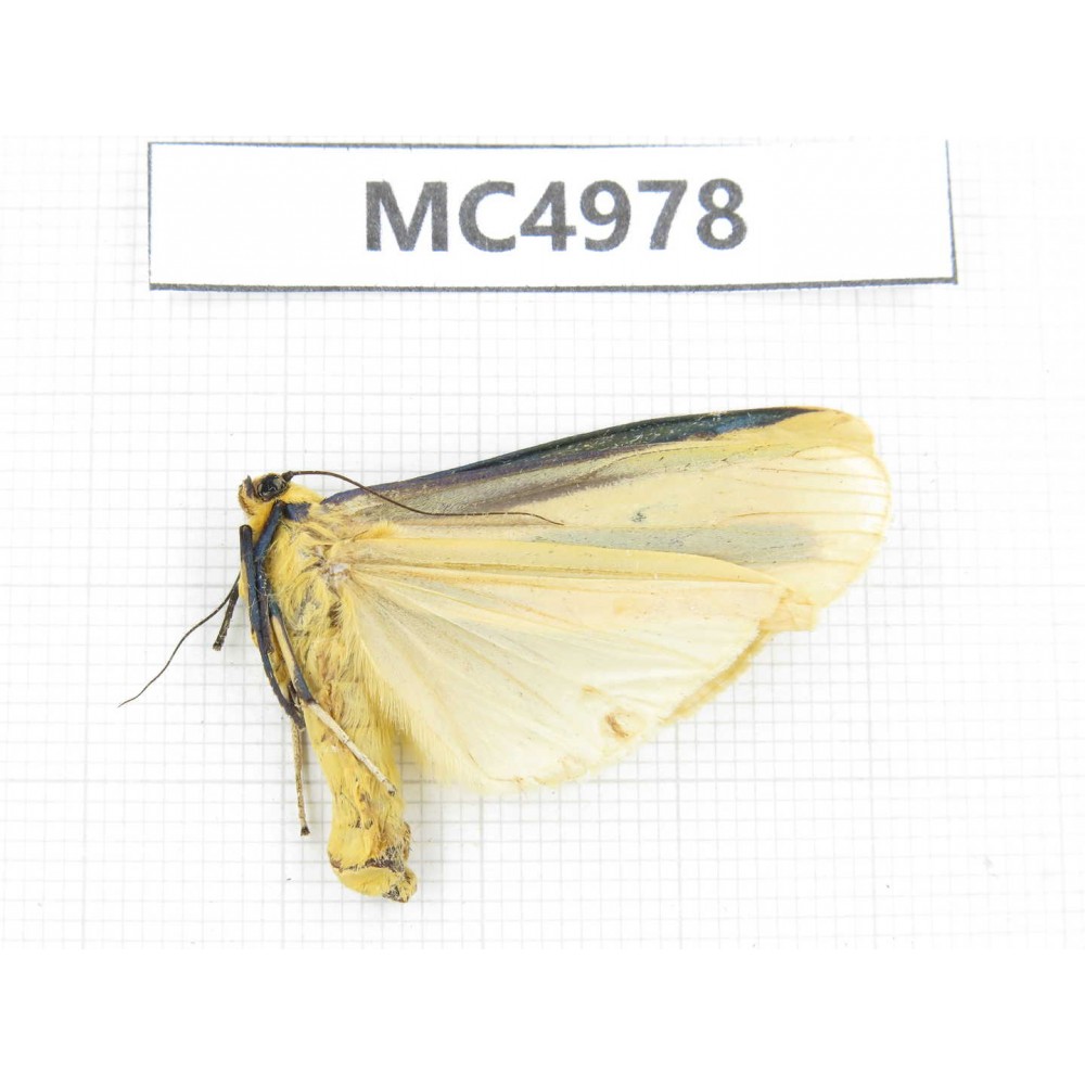 Arctiidae sp. China, W of Yunnan, Dali area, Yangbi county, S of Mt.Cangshan. 1Pcs. MC4978.