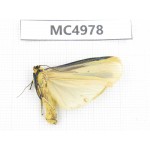 Arctiidae sp. China, W of Yunnan, Dali area, Yangbi county, S of Mt.Cangshan. 1Pcs. MC4978.