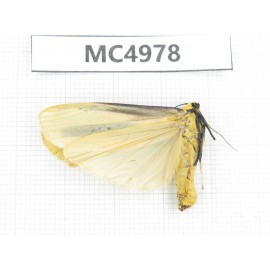 Arctiidae sp. China, W of Yunnan, Dali area, Yangbi county, S of Mt.Cangshan. 1Pcs. MC4978.