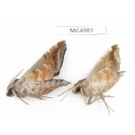 Sphingidae sp. China, W of Yunnan, Dali area, Yangbi county, S of Mt.Cangshan. 2Pcs. MC4981.