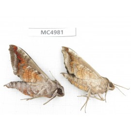 Sphingidae sp. China, W of Yunnan, Dali area, Yangbi county, S of Mt.Cangshan. 2Pcs. MC4981.