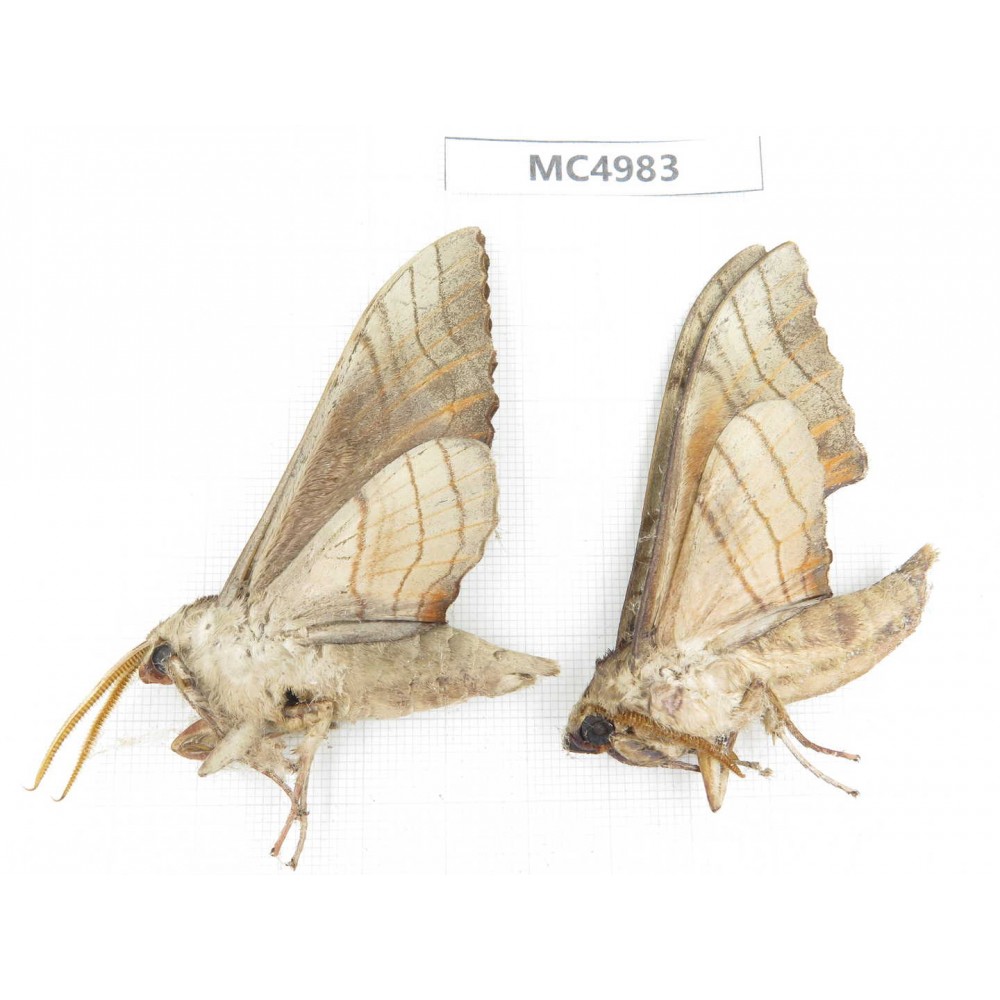 Sphingidae sp. China, W of Yunnan, Dali area, Yangbi county, S of Mt.Cangshan. 2Pcs. MC4983.
