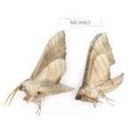 Sphingidae sp. China, W of Yunnan, Dali area, Yangbi county, S of Mt.Cangshan. 2Pcs. MC4983.
