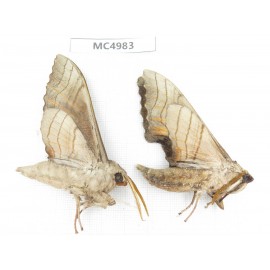 Sphingidae sp. China, W of Yunnan, Dali area, Yangbi county, S of Mt.Cangshan. 2Pcs. MC4983.
