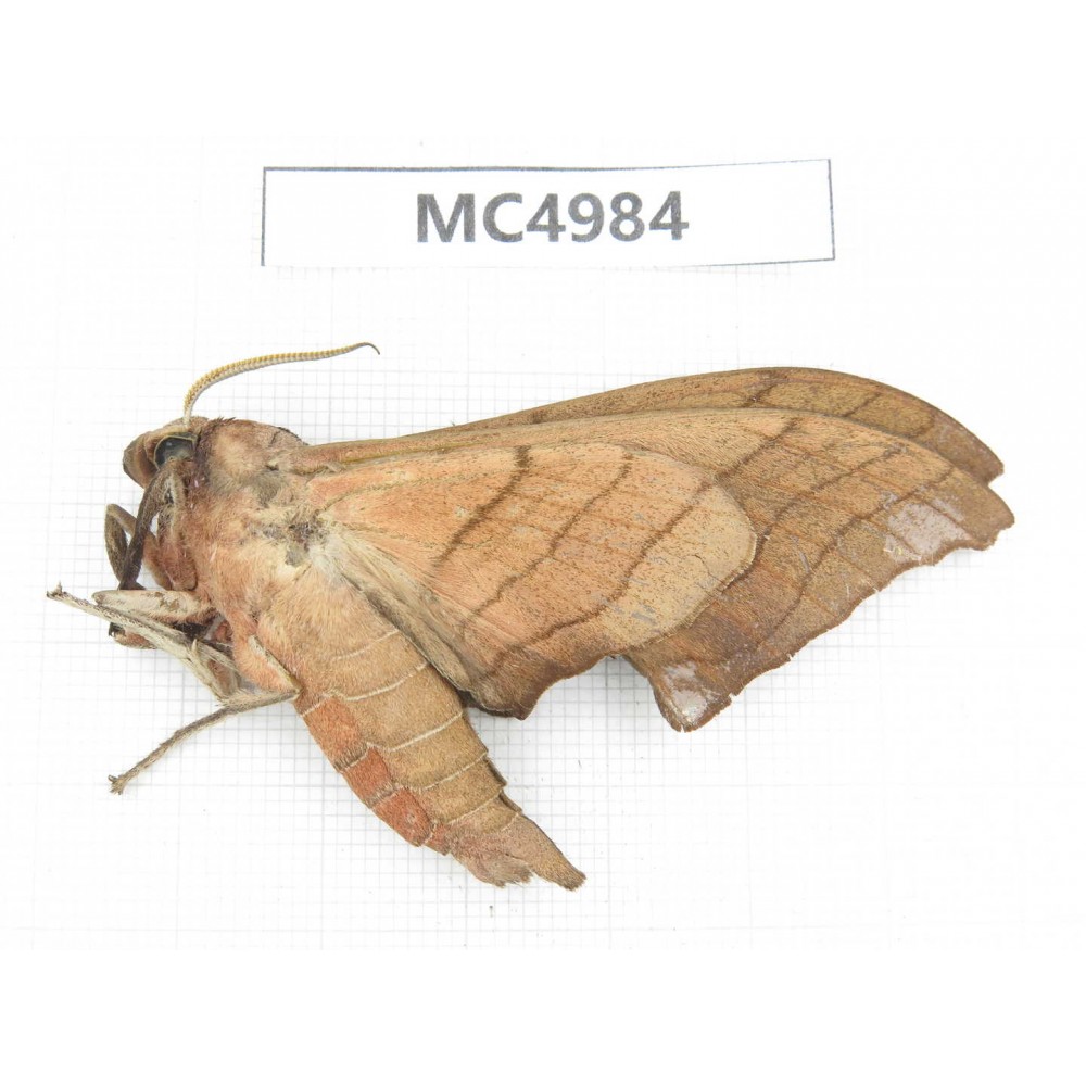 Sphingidae sp. China, W of Yunnan, Dali area, Yangbi county, S of Mt.Cangshan. 1Pcs. MC4984.