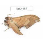 Sphingidae sp. China, W of Yunnan, Dali area, Yangbi county, S of Mt.Cangshan. 1Pcs. MC4984.