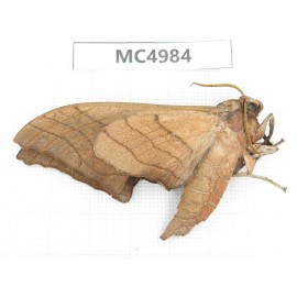 Sphingidae sp. China, W of Yunnan, Dali area, Yangbi county, S of Mt.Cangshan. 1Pcs. MC4984.