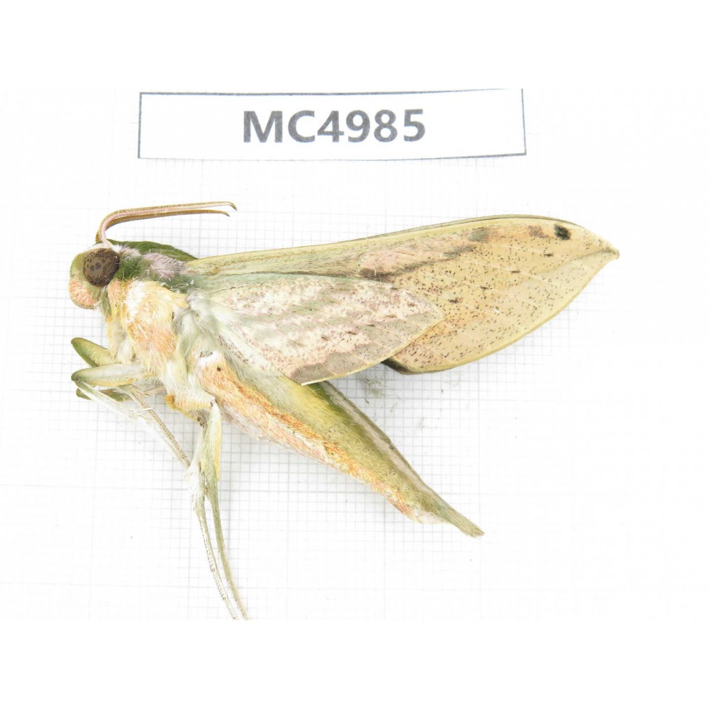 Sphingidae sp. China, W of Yunnan, Dali area, Yangbi county, S of Mt.Cangshan. 1Pcs. MC4985.