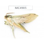 Sphingidae sp. China, W of Yunnan, Dali area, Yangbi county, S of Mt.Cangshan. 1Pcs. MC4985.