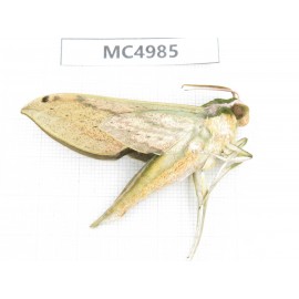 Sphingidae sp. China, W of Yunnan, Dali area, Yangbi county, S of Mt.Cangshan. 1Pcs. MC4985.