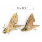 Sphingidae sp. China, W of Yunnan, Dali area, Yangbi county, S of Mt.Cangshan. 2Pcs. MC4987.