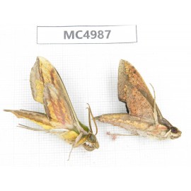 Sphingidae sp. China, W of Yunnan, Dali area, Yangbi county, S of Mt.Cangshan. 2Pcs. MC4987.