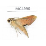 Sphingidae sp. China, W of Yunnan, Dali area, Yangbi county, S of Mt.Cangshan. 1Pcs. MC4990.