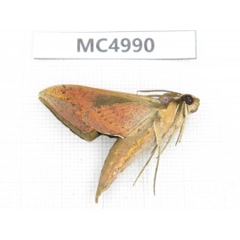 Sphingidae sp. China, W of Yunnan, Dali area, Yangbi county, S of Mt.Cangshan. 1Pcs. MC4990.