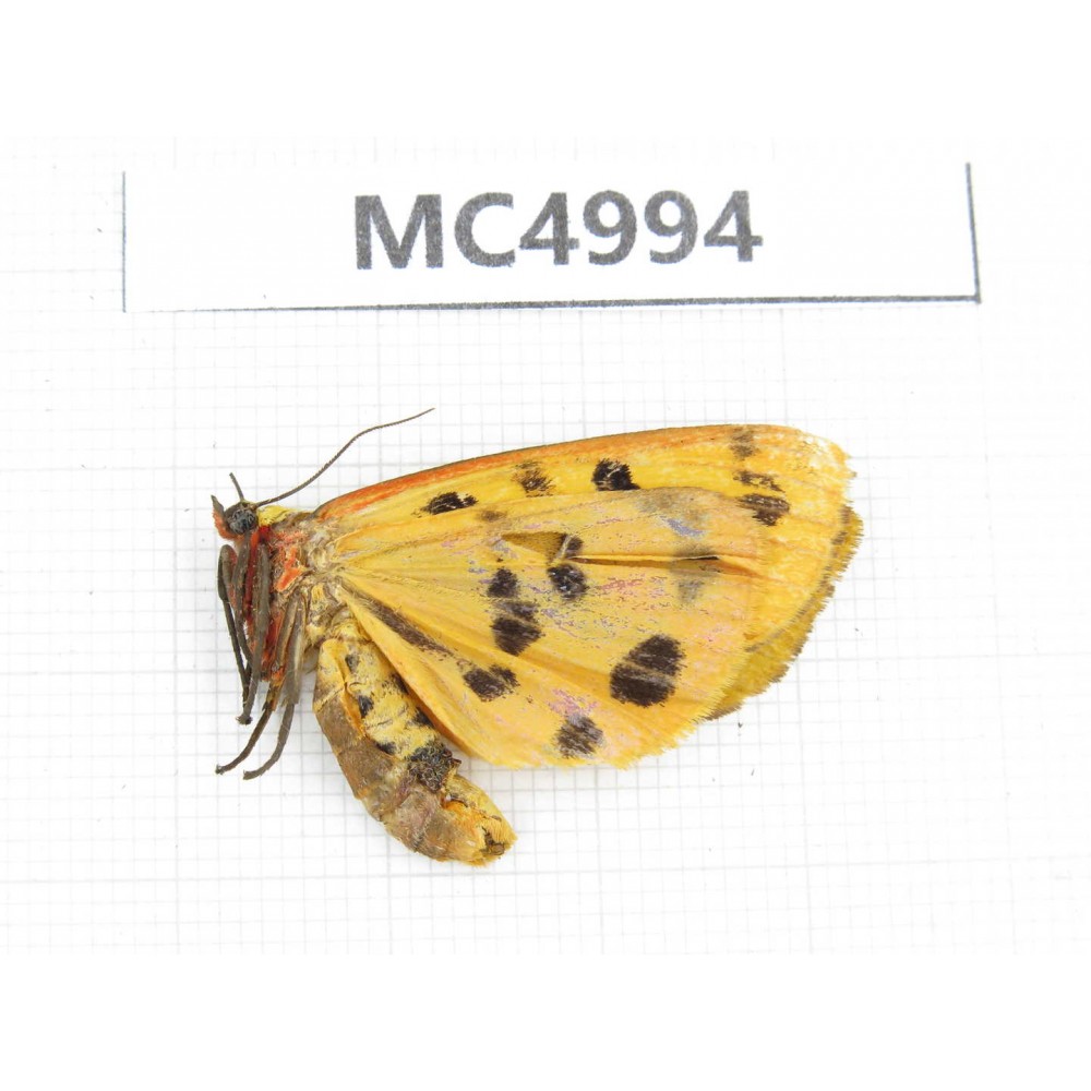 Arctiidae sp. China, Guizhou, Bijie area, Dafang county. 1Pcs. MC4994.