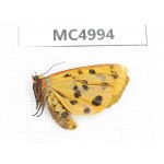 Arctiidae sp. China, Guizhou, Bijie area, Dafang county. 1Pcs. MC4994.