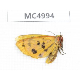 Arctiidae sp. China, Guizhou, Bijie area, Dafang county. 1Pcs. MC4994.