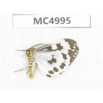 Arctiidae sp. China, Guizhou, Bijie area, Dafang county. 1Pcs. MC4995.
