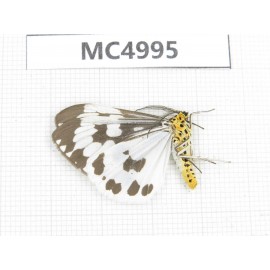 Arctiidae sp. China, Guizhou, Bijie area, Dafang county. 1Pcs. MC4995.