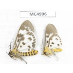 Arctiidae sp. China, Guizhou, Bijie area, Dafang county. 2Pcs. MC4996.