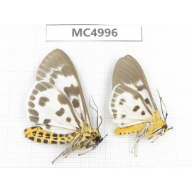 Arctiidae sp. China, Guizhou, Bijie area, Dafang county. 2Pcs. MC4996.
