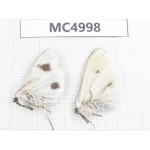 Arctiidae sp. China, Guizhou, Bijie area, Dafang county. 2Pcs. MC4998.
