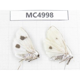 Arctiidae sp. China, Guizhou, Bijie area, Dafang county. 2Pcs. MC4998.