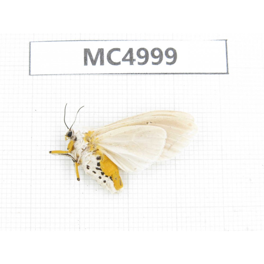 Arctiidae sp. China, Guizhou, Bijie area, Dafang county. 1Pcs. MC4999.