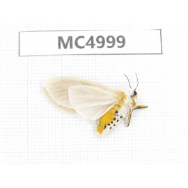 Arctiidae sp. China, Guizhou, Bijie area, Dafang county. 1Pcs. MC4999.