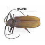Cerambycidae sp. China, Guangxi, Baise, Mt.Cenwanglaoshan. 1Pcs. BA0018.