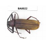Cerambycidae sp. China, Guangxi, Baise, Mt.Cenwanglaoshan. 1Pcs. BA0022.