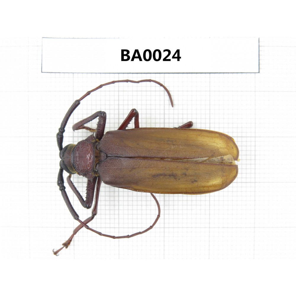 Cerambycidae sp. China, Guangxi, Baise, Mt.Cenwanglaoshan. 1Pcs. BA0024.