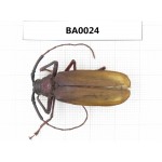Cerambycidae sp. China, Guangxi, Baise, Mt.Cenwanglaoshan. 1Pcs. BA0024.