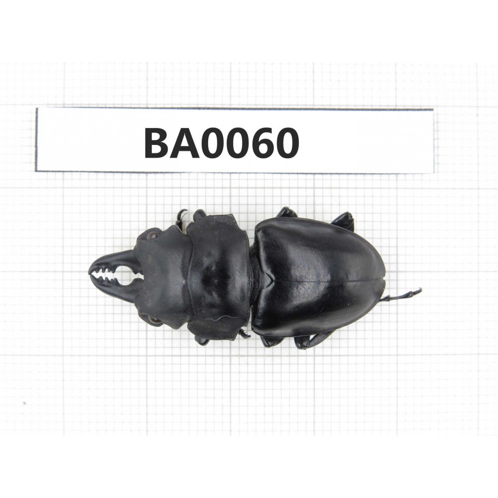 Prosopocoilus sp. China, Guangxi, Baise, Mt.Cenwanglaoshan.1M. BA0060.