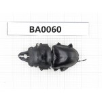 Prosopocoilus sp. China, Guangxi, Baise, Mt.Cenwanglaoshan.1M. BA0060.