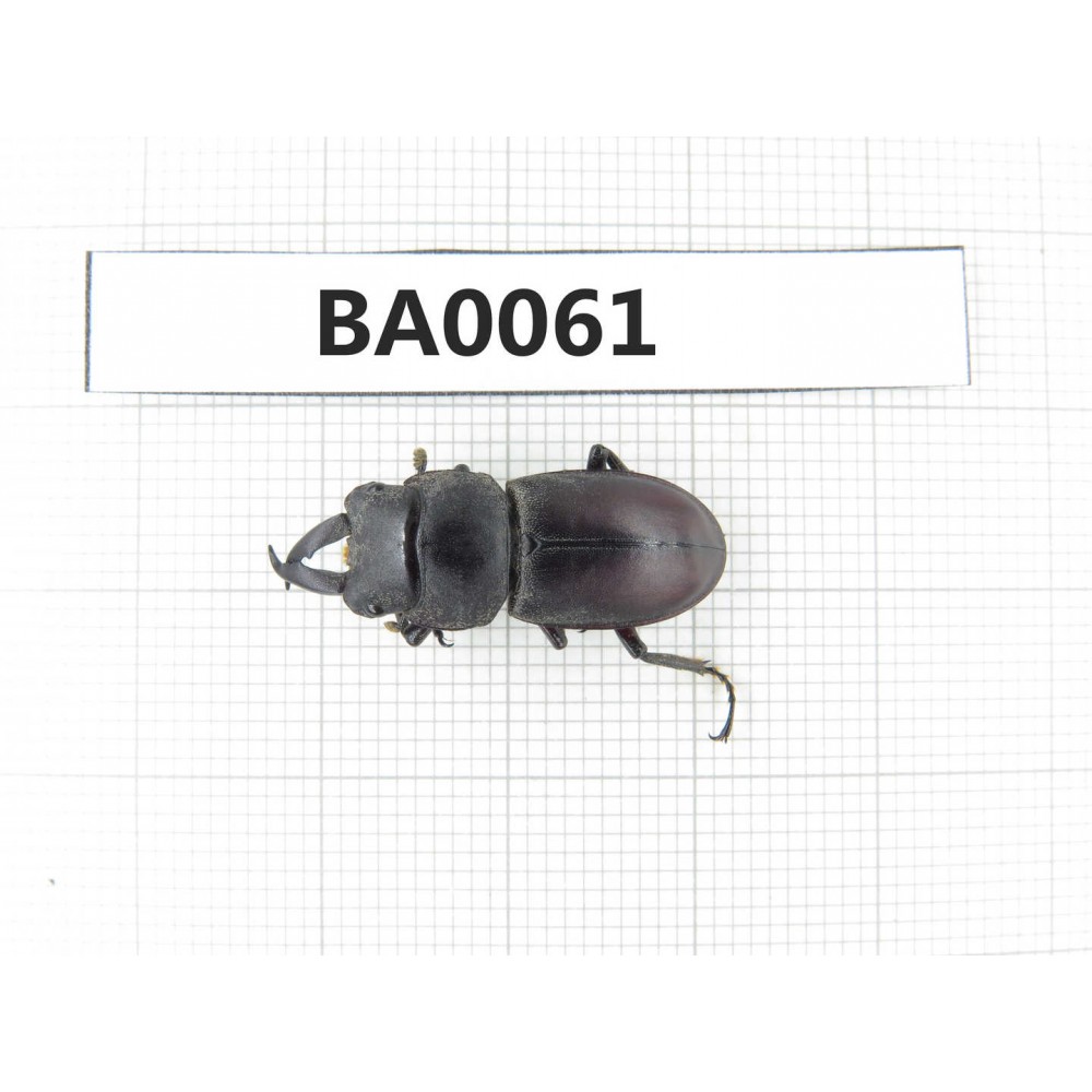 Dorcus sp. China, Guangxi, Baise, Mt.Cenwanglaoshan.1M. BA0061.