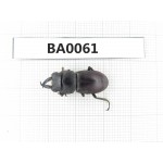 Dorcus sp. China, Guangxi, Baise, Mt.Cenwanglaoshan.1M. BA0061.
