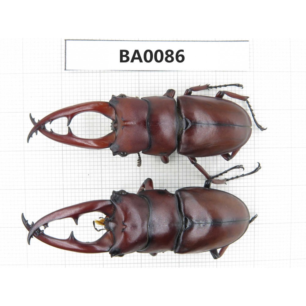 Prosopocoilus sp. China, Guangxi, Baise, Mt.Cenwanglaoshan.2M. BA0086.