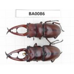 Prosopocoilus sp. China, Guangxi, Baise, Mt.Cenwanglaoshan.2M. BA0086.