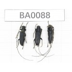 Cerambycidae sp. China, Yunnan, Honghe, Jinping county. 3Pcs. BA0088.