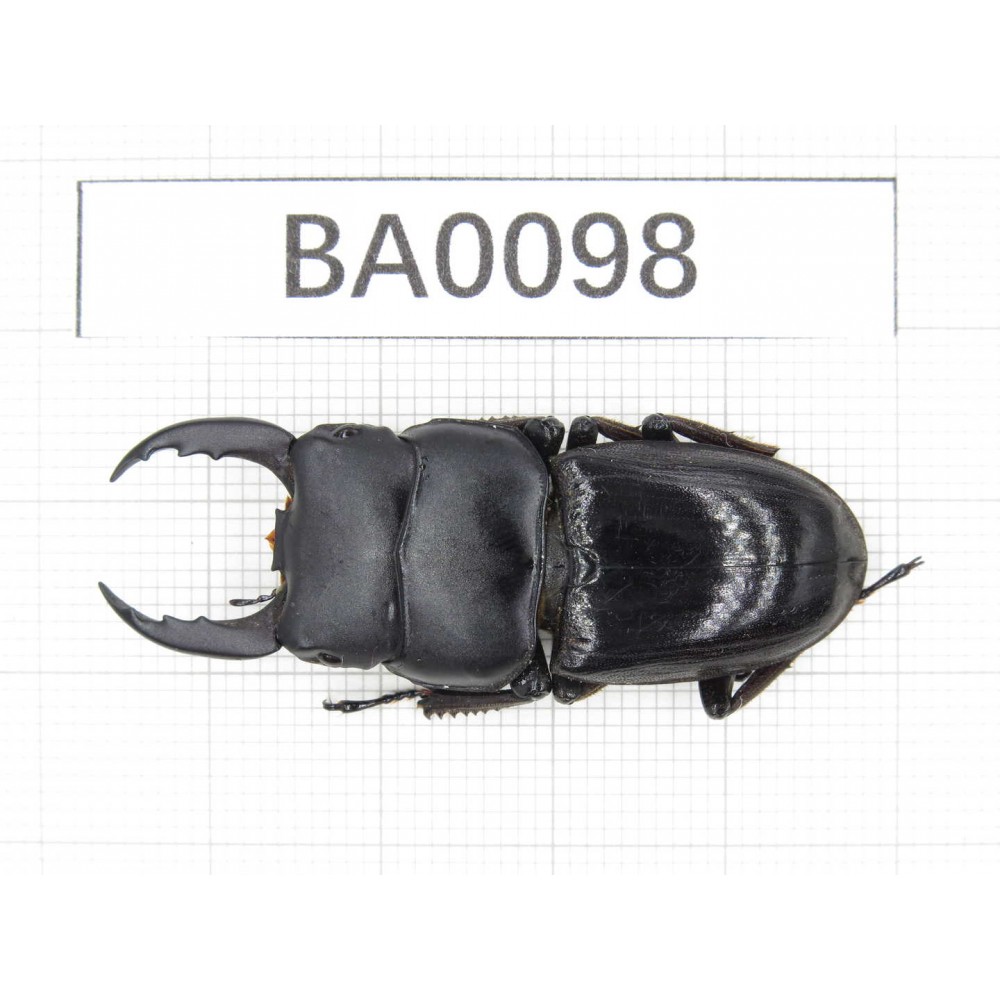 Dorcus sp. China, Yunnan, Honghe, Jinping county.1M. BA0098.